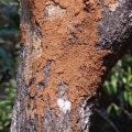 Enhance Safety and Protect Your Home: Reflective Striping & Termite Control
