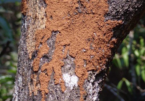 Enhance Safety and Protect Your Home: Reflective Striping & Termite Control